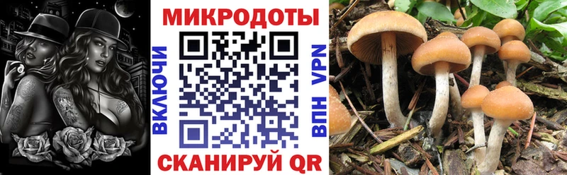 Купить где  Навашино  Псилоцибиновые грибы Psilocybine cubensis 